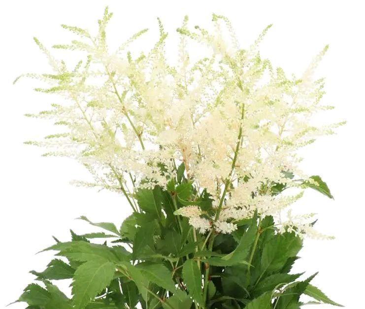 Astilbe White 50/60cm