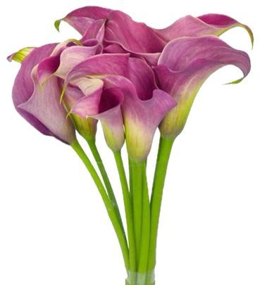 Calla Captain Romance Pink 60cm