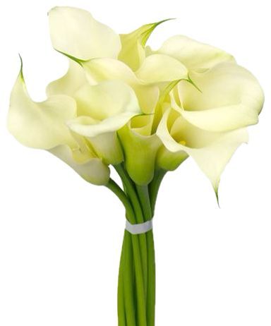 Calla Captain Ventura White 60cm