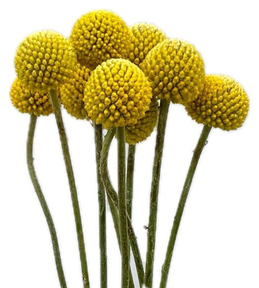 Craspedia 70cm