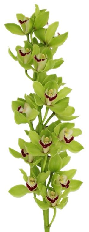 Cymbidium Green 60cm
