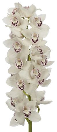 Cymbidium White 60cm