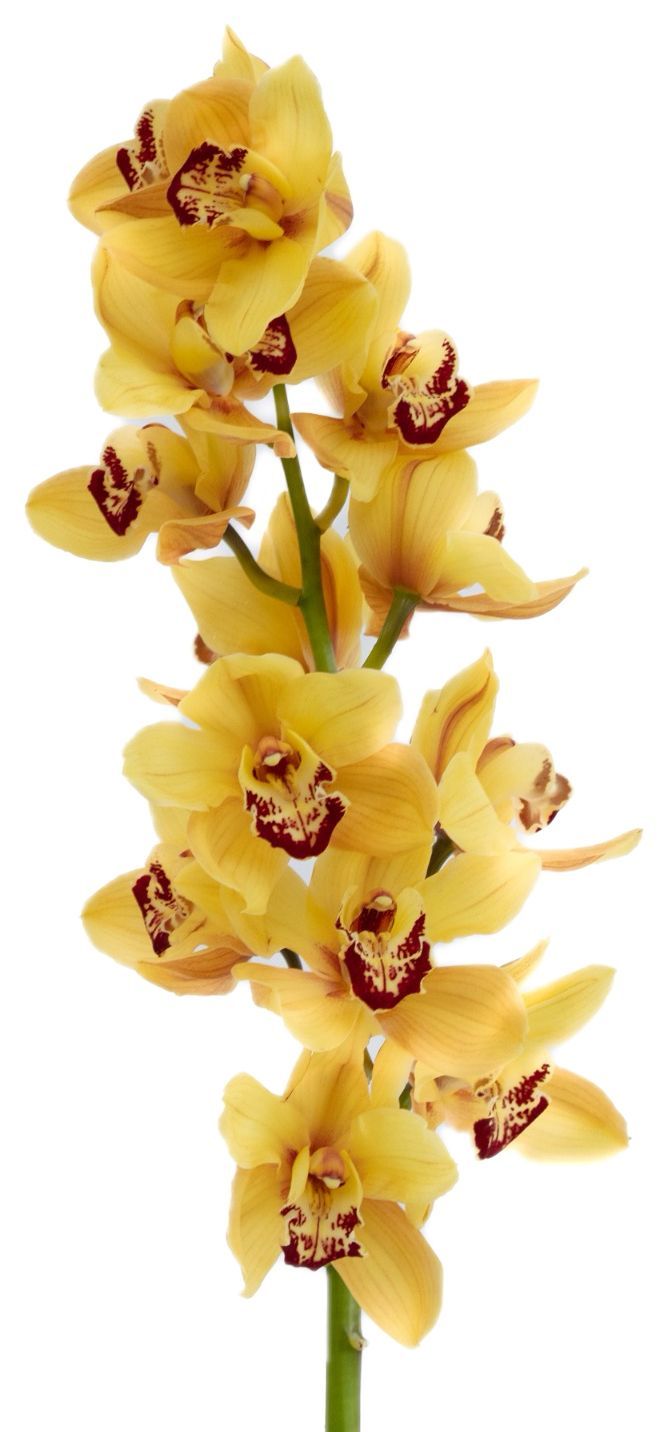 Cymbidium Yellow 60cm