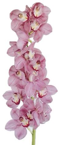 Cymbidium Light Pink 60cm