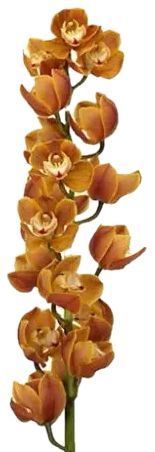 Cymbidium Orange 60cm