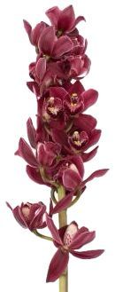 Cymbidium Red 60cm
