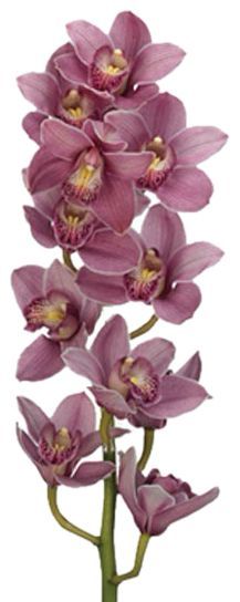 Cymbidium Pink 60cm