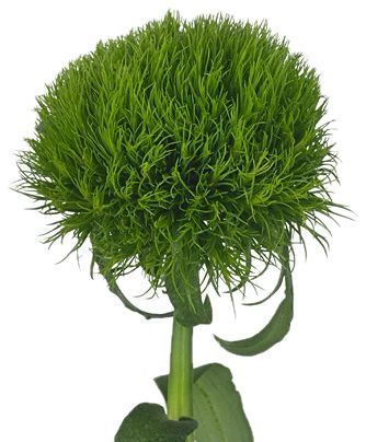 Dianthus Kiwi Mellow 50/60cm