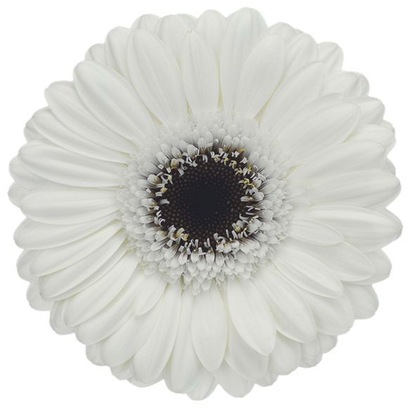 Gerbera Mini Lido White