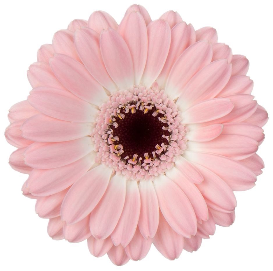 Gerbera Mini Dixon Light Pink