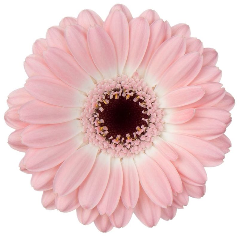 Gerbera Mini Dixon Light Pink