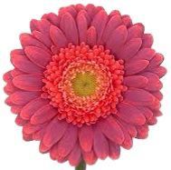 Gerbera Mini Bizare Purple