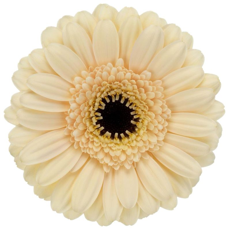 Gerbera Mini Cafe Peach