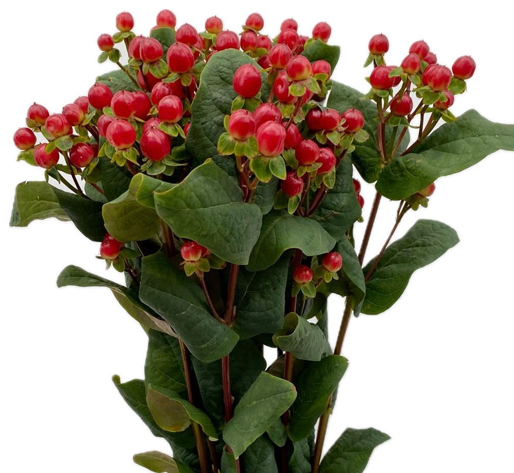 Hypericum Red 50/60cm