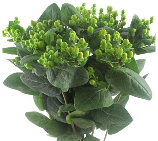 Hypericum Green 50/60cm