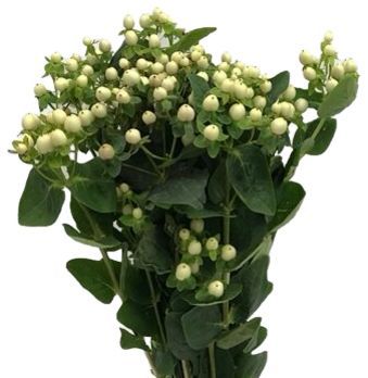 Hypericum White 50/60cm