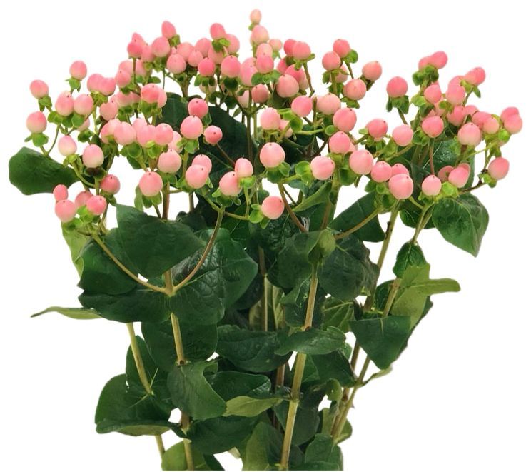 Hypericum Pink 50/60cm
