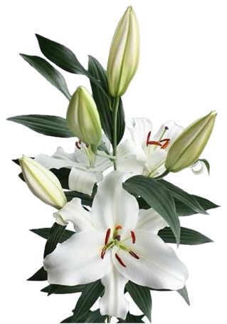 Lilium Oriental White 85/90cm 3+