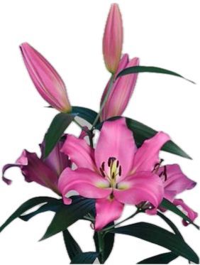 Lilium Oriental Pink 85/90cm 3+
