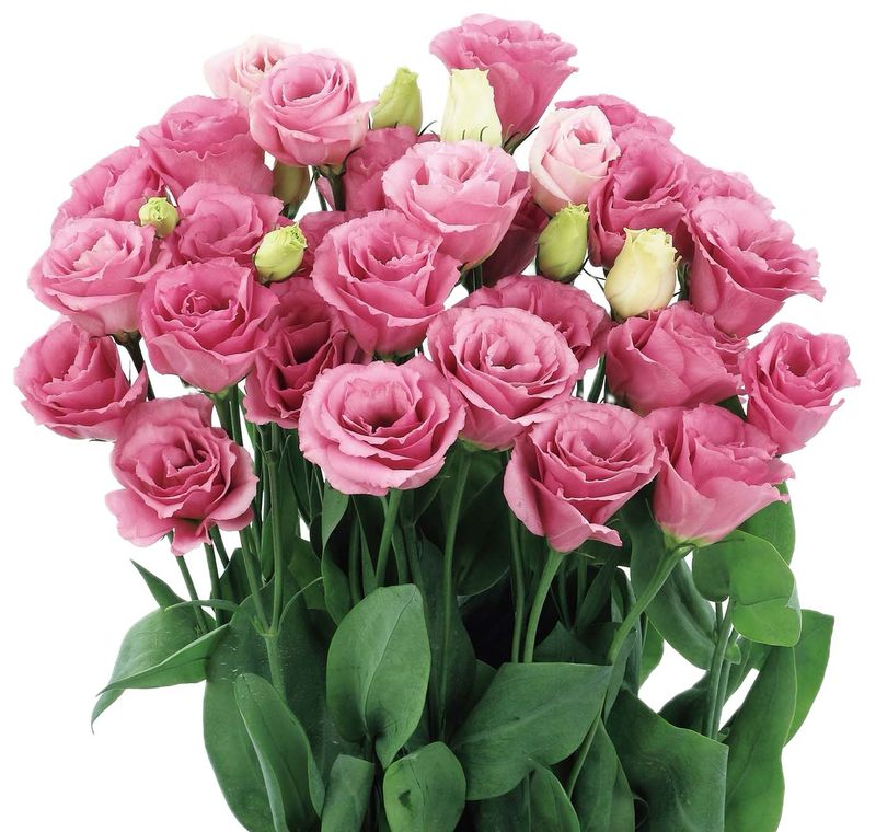 Lisianthus Rosita Pink