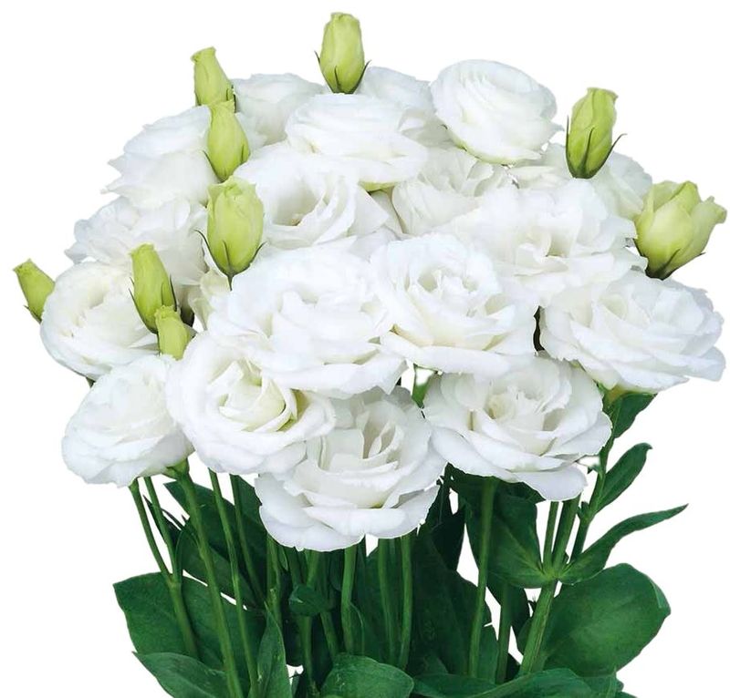 Lisianthus Rosita White