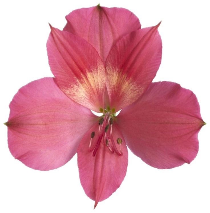 Alstroemeria Dark Pink 70cm