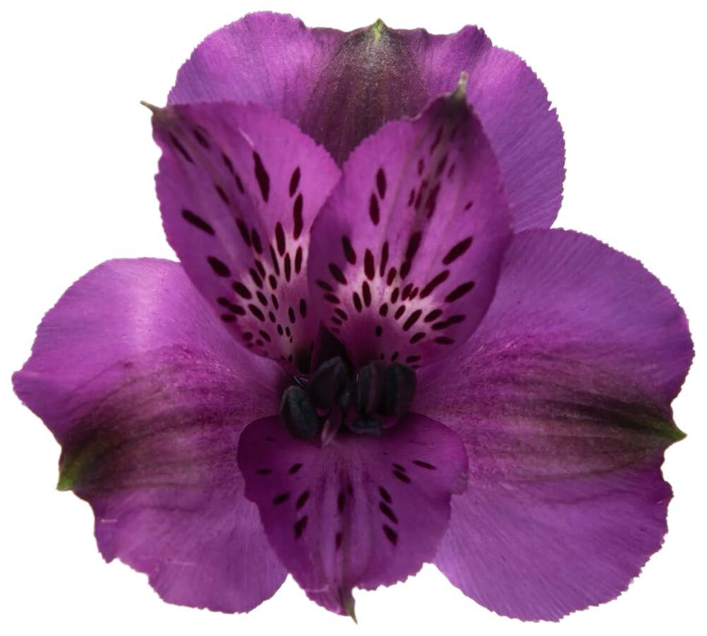 Alstroemeria Dark Purple 70cm