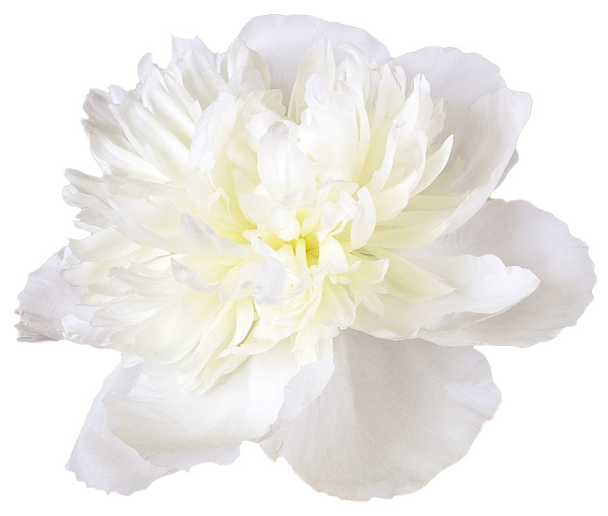 Paeonia Duchesse De Nemours White 50/60cm
