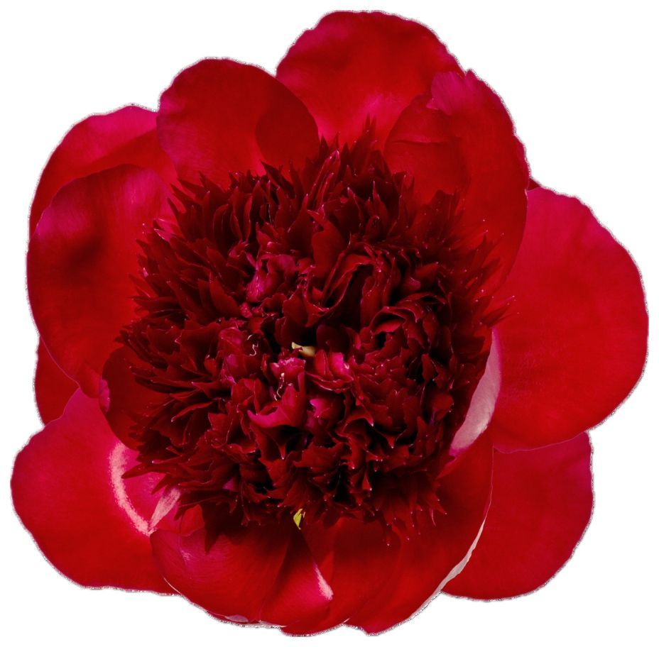 Paeonia Red Charm 50/60cm