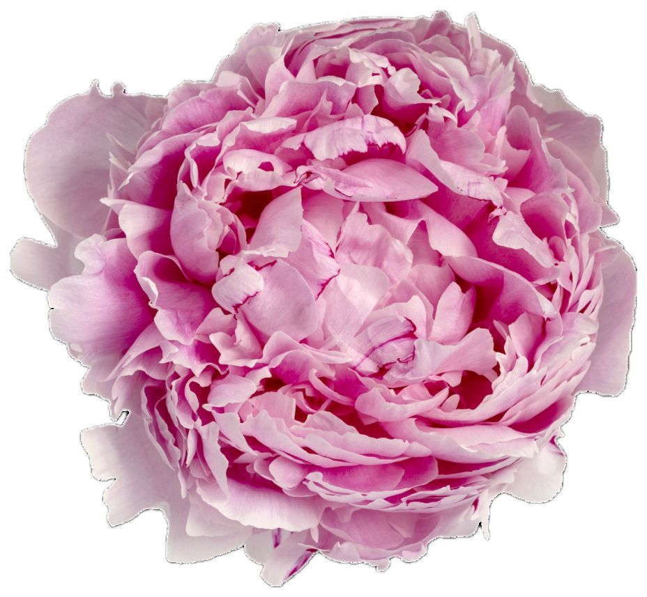Paeonia Sarah Bernhardt Pink 50/60cm