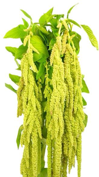Amaranthus Hanging Green 70cm