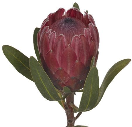 Protea Red 40/50cm
