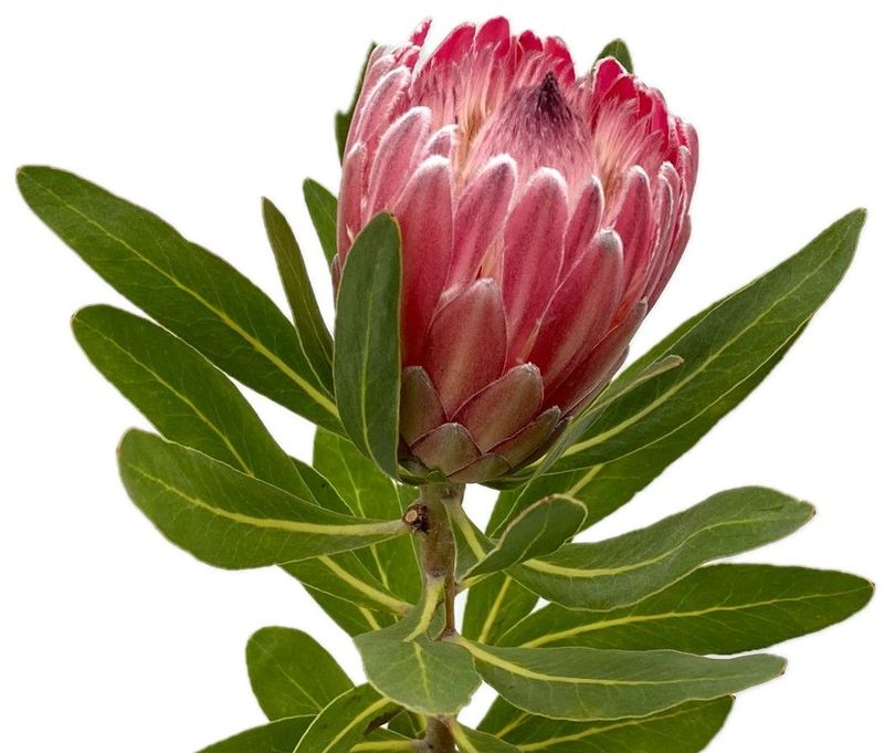 Protea Pink 40/50cm