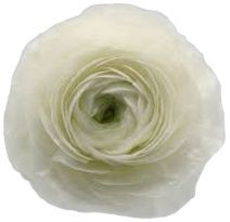 Ranunculus Clooney White 50cm