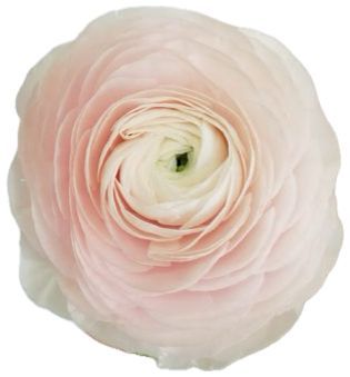 Ranunculus Clooney Hanoi 50cm