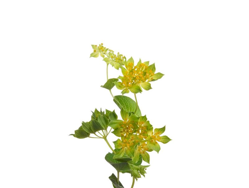Bupleurum Griffithii 50/60cm
