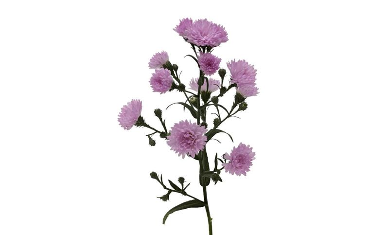 Aster Pink 60/70cm