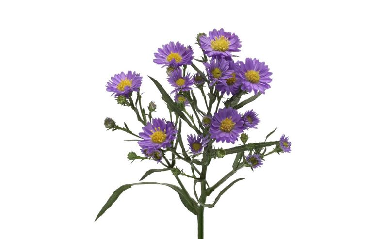 Aster Blue 60/70cm