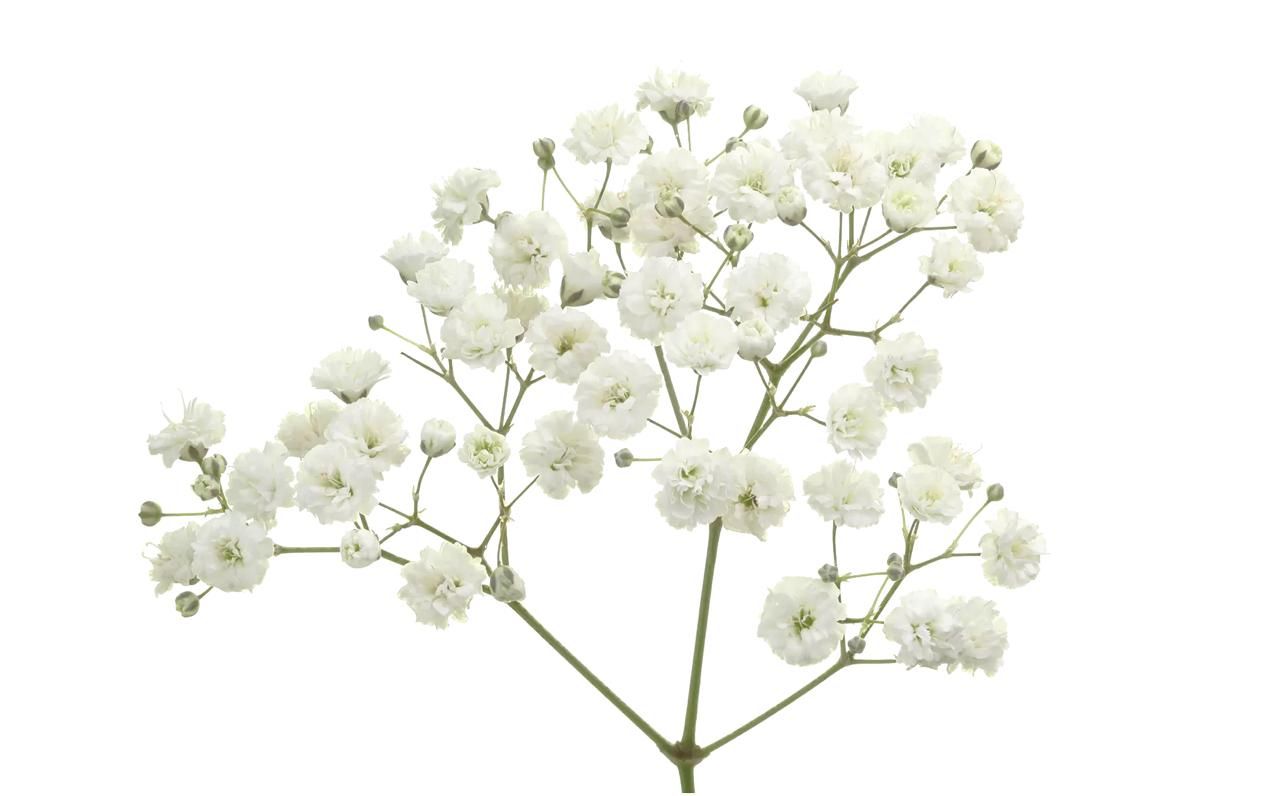 Gypsophylla Excellence 70cm