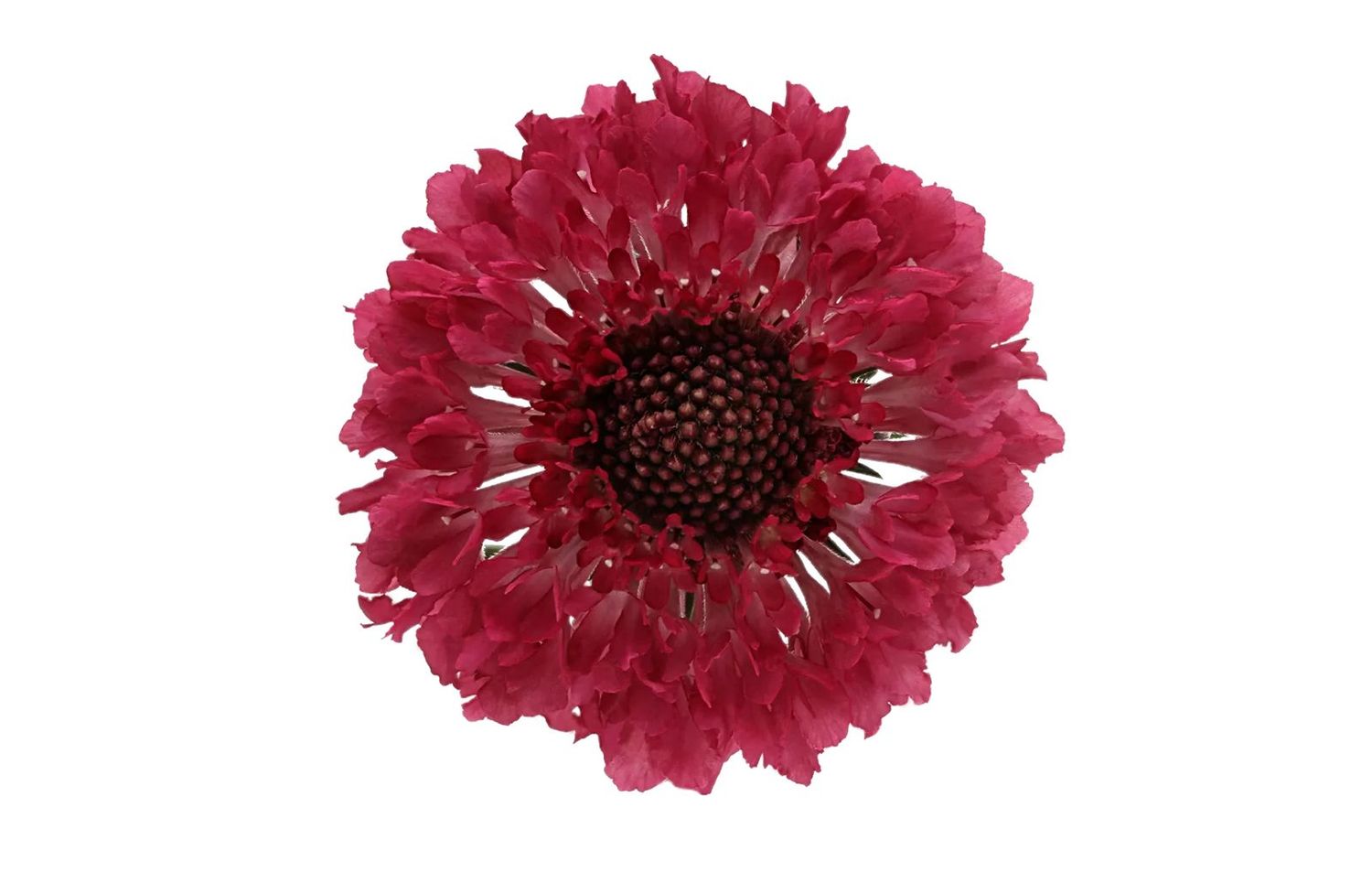 Scabiosa Dark Pink 60cm