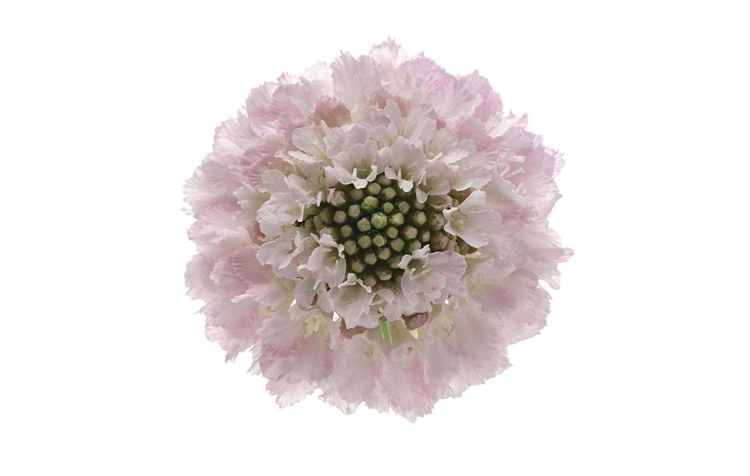 Scabiosa Blush Pink 60cm