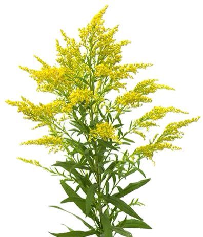Solidago 60/70cm