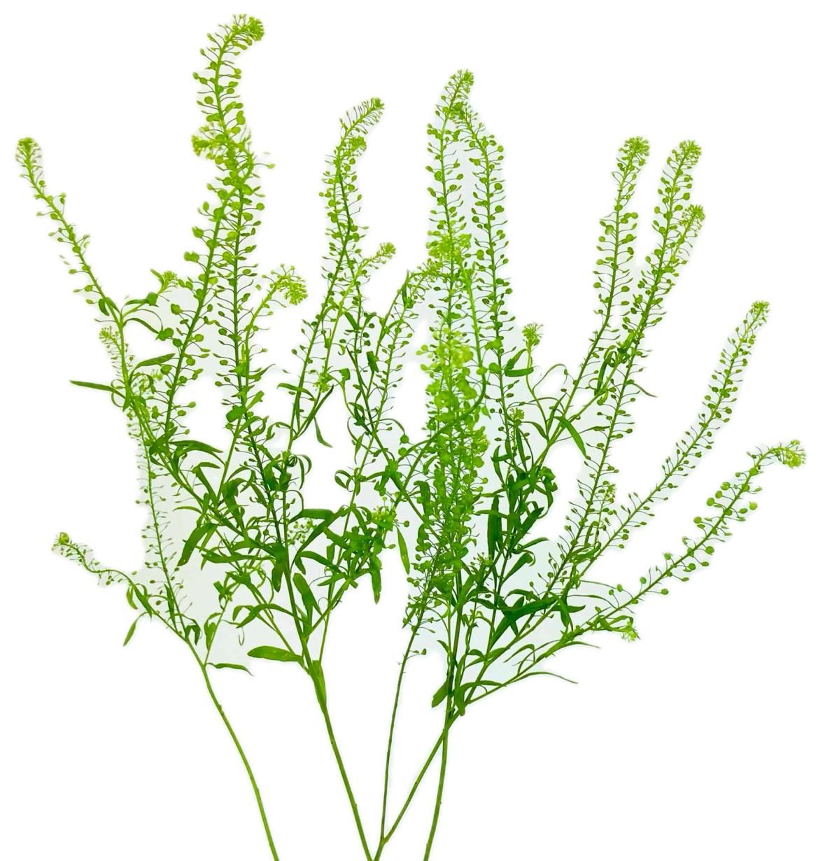Lepidium Green Dragon 60/70cm