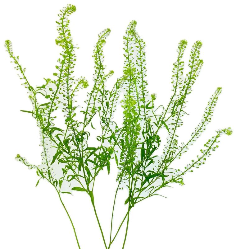 Lepidium Green Dragon 60/70cm