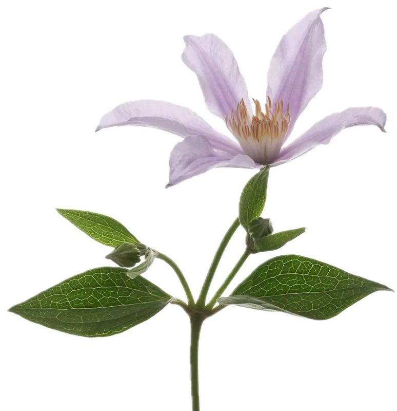 Clematis Star RIver 50cm