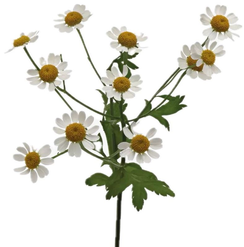 Tanacetum (Matricaria) Single Vegmo 50/60cm