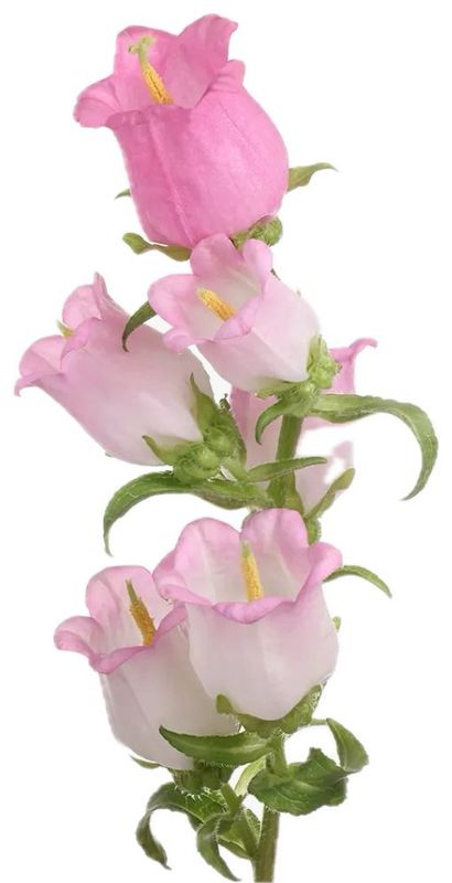 Campanula Champion Pink 60cm
