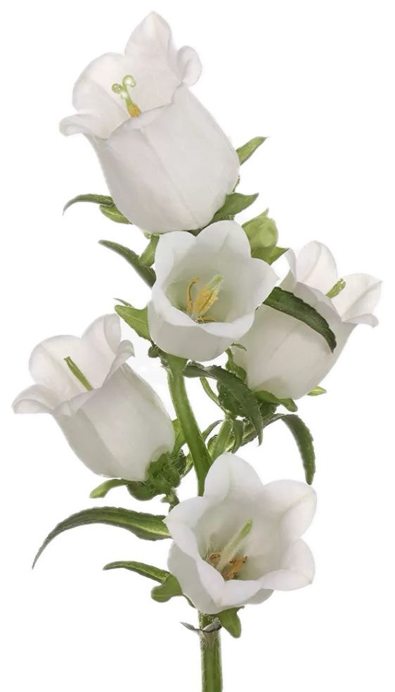 Campanula Champion White 60cm