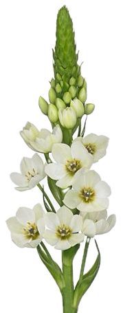 Ornithogalum Milky Way White 45/50cm