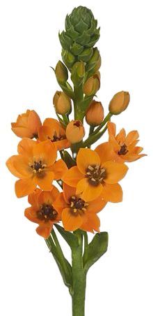 Ornithogalum Sunrise Orange 45/50cm